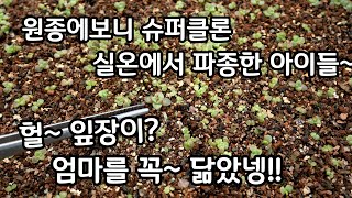 창다육이 실생 으로 키우기 파종한 원종에보니 슈퍼클론 아이들이 벌써 요만큼 자랐어요.