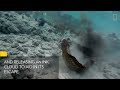 eel vs. octopus then eel vs. cameraman national geographic