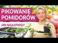 PRAWIDŁOWE PIKOWANIE POMIDORÓW. Jak to zrobić? Łatwe rozsady pomidorów | GREEN CANOE