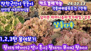 남동다육(4) 에어니옴 묵둥이 바위솔 부자재  바위솔화분등 1.2.3/한자리에서 모두보기