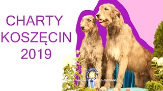 Klubowa Wystawa Chartów w Koszęcinie 2019 #Stepbypet.pl