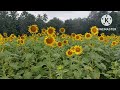 sunflower garden in nilambur nilambur sunflower sunflower nilambur