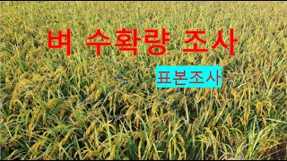 벼 수확량 조사 -- 표본 조사