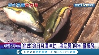 日月潭浩劫?!湖中惡霸\