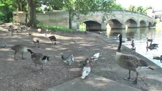 Curious Goose