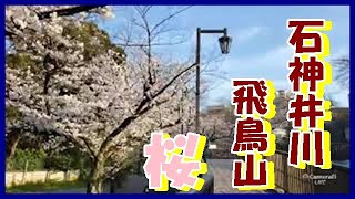 【東京の桜】第一弾 5/5 穴場 桜スポット 石神井川と飛鳥山　Sakura spot in Tokyo, Shakujii River and Asukayama　24MAR.2021