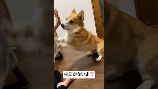 足が短いから届いてない🥰可愛すぎるコーギー　#コーギー　#かわいい犬 #犬　#おもしろ #shorts