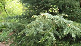 Abies pinsapo 'Glauca' jedle španělská