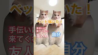 【新生活】コスパ◎のよさげなベッドを買うならネルコンシェルジュ #猫ミーム