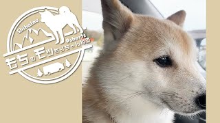 【車中泊】どうしても外が気になっちゃう柴犬【Shiba inu】 #shorts