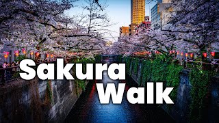 Sakura Festival in Nakameguro, A Japan Spring Walk