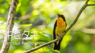 【森の清涼鳥】キビタキ 2020 0513