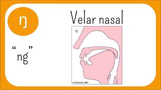 The Sounds Of English, Episode 3: Nasals and Approximants (Sonorants)