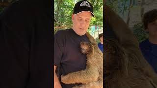 Same Hair? SLOTH Encounter! When your hair is compared to a sloth! #sloth #encounter #animals  #zoo