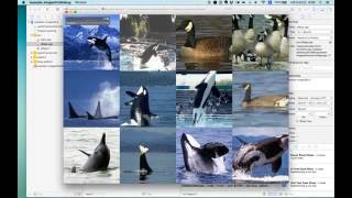ofxTSNE example-imagesGrid TEST