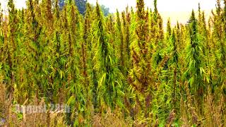 CEN Biotech Ukraine LLC 2018 Hemp Crop