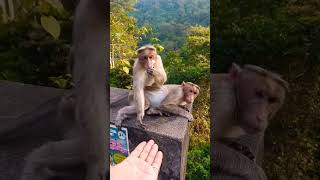 എന്തു കൊടുത്താലും വേണ്ട എന്നു പറയാത്ത ഒരു ടീം #monkey #shorts