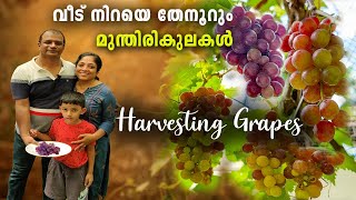 തേനൂറും  മുന്തിരികൾ വിളയുന്ന കോട്ടയത്തെ വീട് || Growing grape tree at home || Harvesting grapes