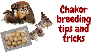 chakor breeding tips and tricks part 1/ چکور سے کیسے بریڈ لیں مکمل معلومات