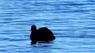 ムビる04566 オオバン ooban - Black coot