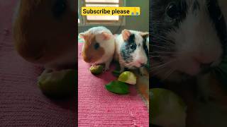 #cuteanimals #animal #rodent #youtubeshorts #guineadad #pet #minivlog #viral #animals