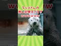 動物の面白可愛い動画見てクスッとなったら負けwww　 2ch動物スレ 動物 犬 shorts 2ch