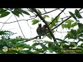 ep57 นกกระติ๊ดขี้หมู scaly breasted munia