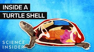What’s Inside A Turtle Shell?