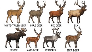 Every Type of Deer Explained