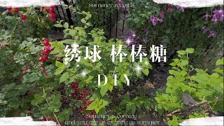 DIY 绣球棒棒糖 | 圆锥绣球 Fire Light 棒棒糖 DIY| Hydrangea fire light