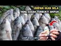 UMPAN IKAN NILA LIAR PALING AMPUH DAN JITU||Campuran Lumut