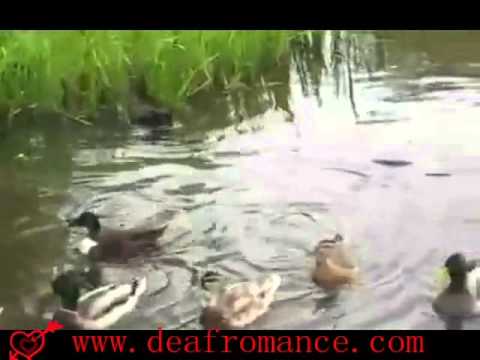 what will happen when Cat Meet Water what will happen when Cat Meet Water