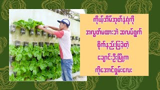 အိမ်ဘေးကအုတ်နံရံတောင် အလွတ်မထားဘဲ ဆလပ်ရွက်စိုက်နည်းပြခဲ့တဲ့ ချောင်းဦးက ကိုအောင်ရှမ်းလေး