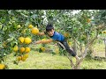 Orphan Boy Harvests Grapefruits to Sell at Market and Finds Dead Chickens