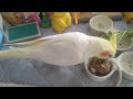 オカメインコのチョコボのモーニングルーティン　2022.5.7