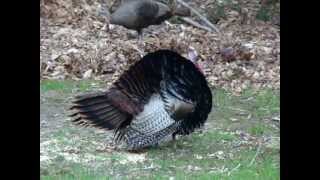 Tom Turkey displays tail feathers MOV04890
