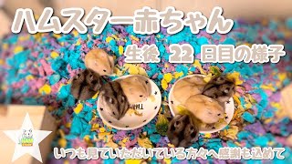 かわいいハムスターの赤ちゃん【生後22日目の様子】【ジャンガリアンハムスター】【マロンのSTORY】