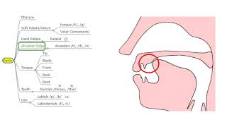 Ch 2 - Phonetics and Phonology - Peter Roach