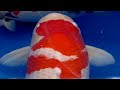 This is how you WIN the 1st PRICE on a Koi Show | Explanation