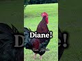 Diane!, Diane!, Diane! #diane #maria #michael #jessica #rooster #chickens #comedy #motherclucker m