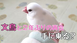 【里親】2年ぶりに実家の手乗り文鳥に会いに行きました【鳴き声・さえずり付き】