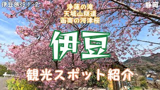 「函南の河津桜」「浄蓮の滝」「天城山隧道」の絶景を満喫 | 伊豆の観光スポット紹介 |  伊豆旅行①-2(全3部)