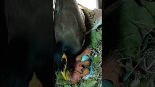 Myna Bird Nursery: A Day in the Life of These Adorable Chicks #shorts #ytshortsviral #youtubeshorts