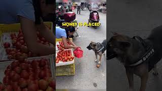 This Dog goes shopping for her owner 🤩