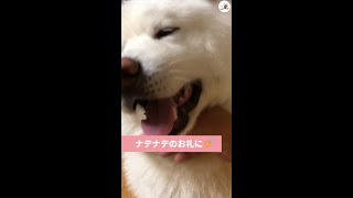 【ナデナデのお返しだっ♪】愛犬を撫でてあげたら…