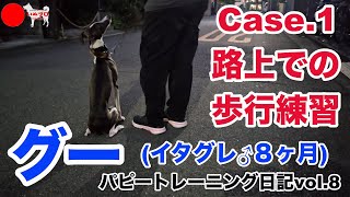 【イタグレ♂８ヶ月】グーのパピートレーニング日記〈第８弾〉Case.1 路上での歩行練習　いぬプロ　inupro　パピートレーニング　子犬　しつけ