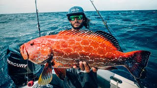 LAVA FISH Yellowfin GROUPER* Mero GUAJIL