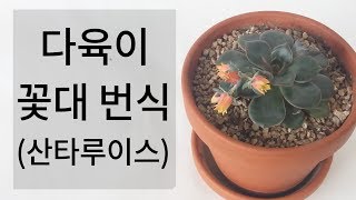 다육이 꽃대로 번식하기(산타루이스), 다육이 꽃대 번식 방법succulent 108화 #해맑은TV