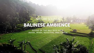 Nature Sounds | Bali View, Ambience  | sound of the Bali rice field | No Copyright Sounds