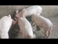 4 grower pigs: Crossbreeds of LARGE WHITE and Duroc